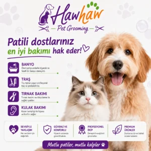 Avcılar kedi kuaförü tüy dökülmesi karşıtı furminatör bakımı